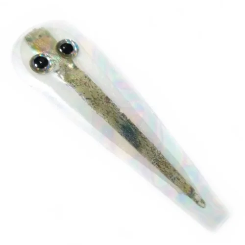 glowatka1-621205