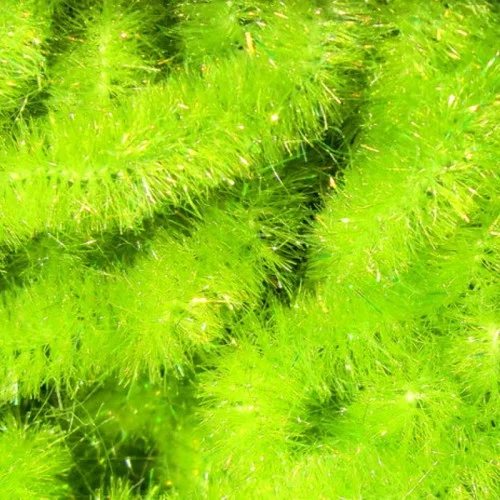glowatka2-620794