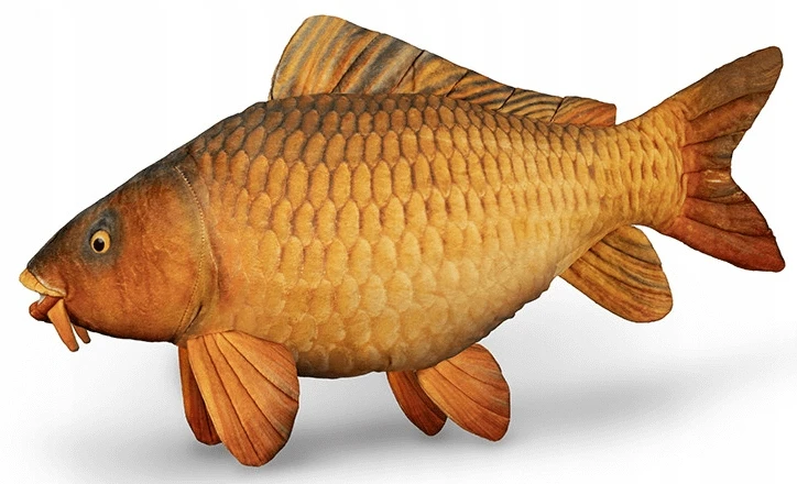 mysterycarp-508818