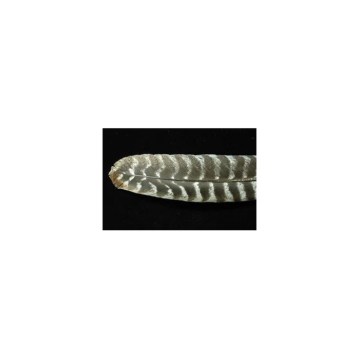 taimen-750971